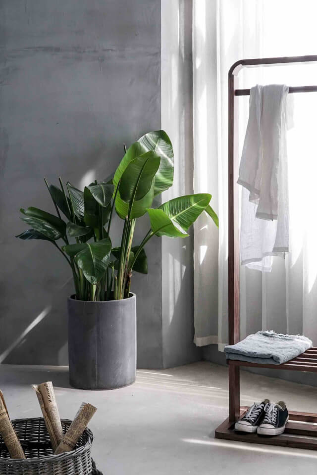 Home Bird of Paradise